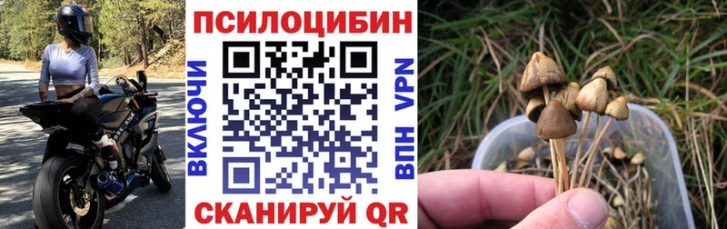 Псилоцибиновые грибы мицелий  Гурьевск 